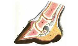 pata250